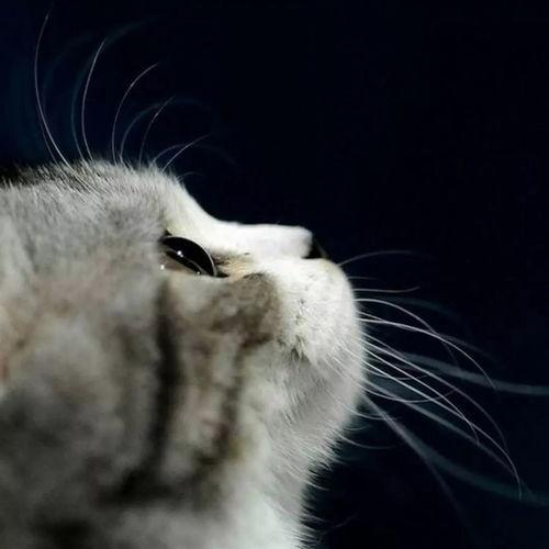 吃瓜娱乐酱猫,揭秘娱乐圈那些不为人知的幕后故事